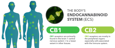 Body's-Endocannabinoid-System